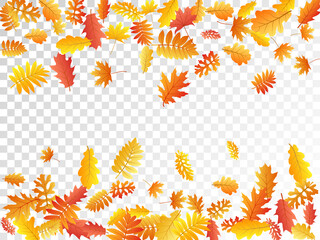 Oak, maple, wild ash rowan leaves vector, autumn foliage on transparent background.