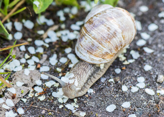 Schnecke