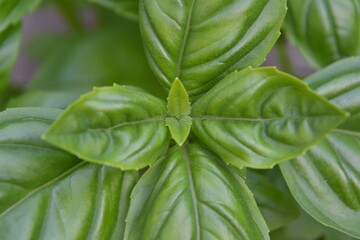 Fresh Basil plant (Ocimum basilicum). Fresh organic green basil growing in the garden. Fragrant herbs, spices in the field. Green, natural organic food. Selective focus, top view