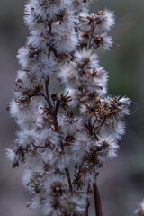 White fluffy dried flowers macro