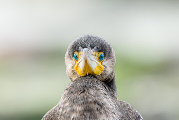 Black cormorant (Phalacrocorax carbo) head close-up