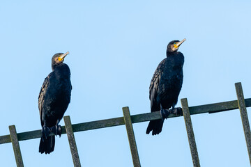 Two Black cormorant (Phalacrocorax carbo) perching on wooden windmill wing