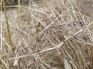 Dry hay grass in meadow