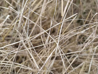 Dry hay bale grass background