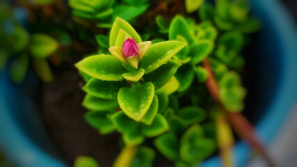 Bud of baby sun rose flower plant growing in flowerpot