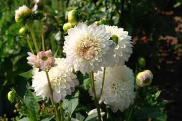 A close up of ivory-white globe-shaped double dahlia flowers of the 'Eveline' variety in the garden