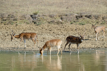 Group of Chital or Spotted deer (Axis axis) drinking in a pond, Kanha National Park and Tiger...