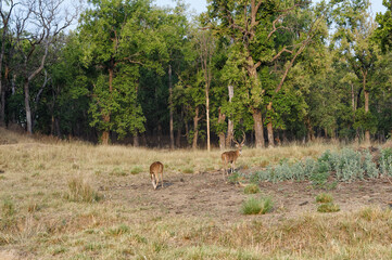 Chital or Spotted deer (Axis axis) grazing, Kanha National Park and Tiger Reserve, Madhya Pradesh, India