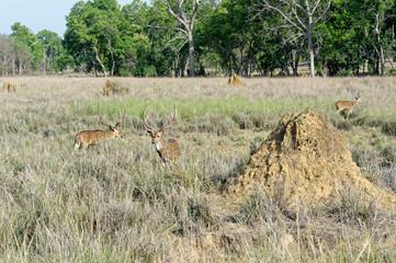 Chital or Spotted deer (Axis axis) grazing, Kanha National Park and Tiger Reserve, Madhya Pradesh, India