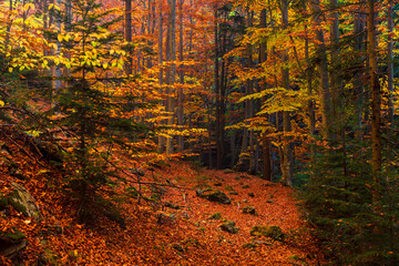 Colorful Autumn Forest
