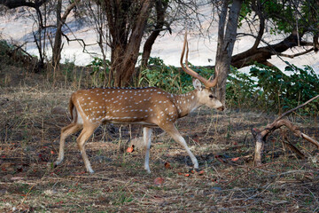 Naklejka na ściany i meble Chital or Spotted deer (Axis axis), Ranthambhore National Park, Rajasthan, India