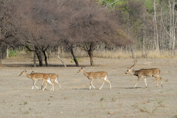 Chital or Spotted deer (Axis axis), Tadoba Andhari Tiger Reserve, Maharashtra state, India