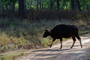 Gaur (Bos gaurus) or Indian bison crossing a road, Kanha National Park, Madhya Pradesh, India