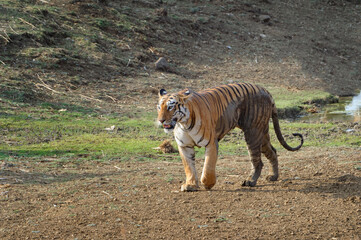 Fototapeta premium Female Bengal tiger (Panthera tigris tigris), Tadoba Andhari Tiger Reserve, Maharashtra state, India