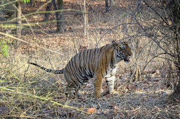 Fototapeta na wymiar Female Bengal tiger (Panthera tigris tigris) marking her territory, Bandhavgarh National Park, Madhya Pradesh, India