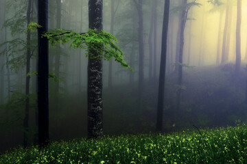 Misty beech forest at springtime