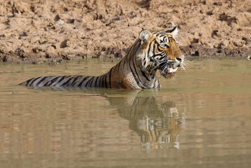 Female Bengal tiger (Panthera tigris tigris) refreshing in the water, Ranthambhore National Park, Rajasthan, India