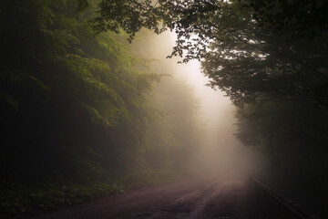 Road In the Fog