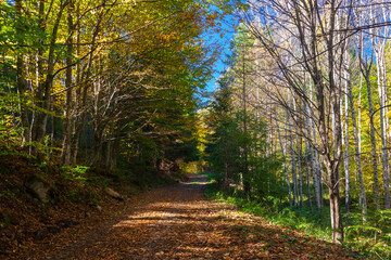 Autumn Road