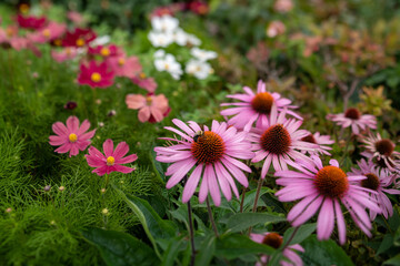 Obraz premium A bee drinking nectar from echinacea purpurea. Vancouver BC Canada 