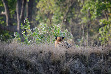 Young male Bengal tiger (Panthera tigris tigris) hiding behind grass, Kanha Tiger Reserve, Madhya Pradesh, India