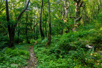 Obraz premium Cehstnut Forest