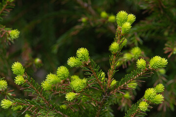 soft green sprouts on the fir tree