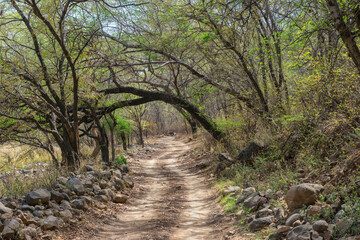 Fototapeta premium Ranthambhore National Park, Path, Rajasthan, India