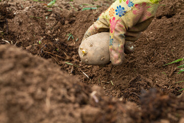 the hand puts a potato tuber in in the prepared soil