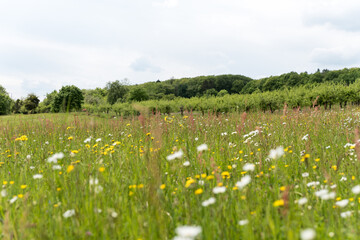 Fototapeta na wymiar buttercup and daisys on summer meadow