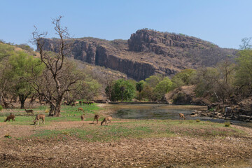 Ranthambhore National Park, Hills, Rajasthan, India