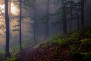 Footpath in dark forest