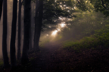 Footpath in dark forest