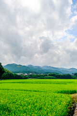 green field and blue sky in Usuki, Japan
