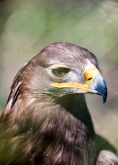 Adler im Zoo