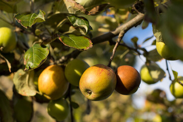 ripe apples on a tree