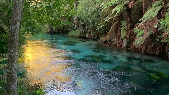 The Te Waihou Blue Spring, New Zealand. Golden sunlight shines on the crystal-clear water 