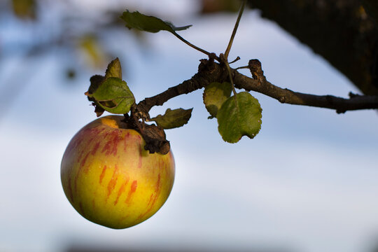 sigle ripe apple hanging from a tree