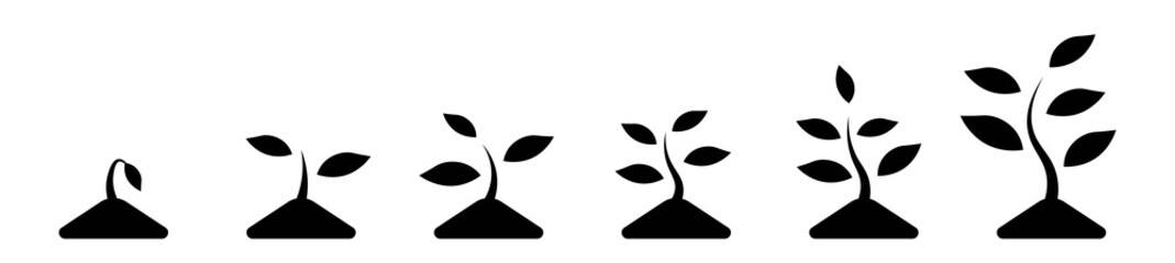Phases plant growing black icons