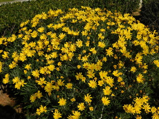 Yellow daisy, or Euryops pectinatus flowers