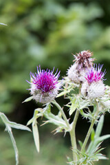 violet thistle in bloom with trees in background