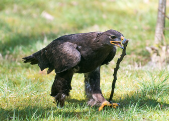 Adler im Zoo