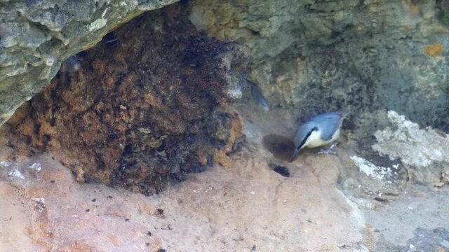Rock nuthatch on rock feedings, Israel 
Close up shot, Mount  Hermon, Israel
