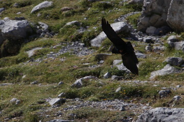 Crow flying in the countryside