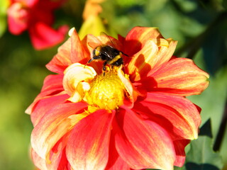 A bee collects nectar from a flower. Macro flora image. Red, gold and orange flower. Wallpaper, backdrop and postcard.