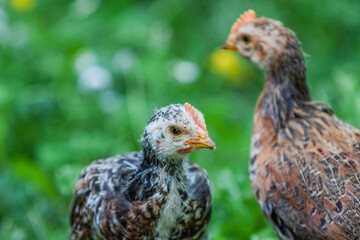 Poule
