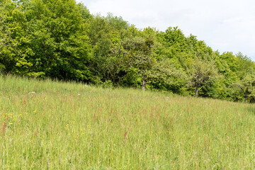 Obraz premium buttercup and daisys on summer meadow