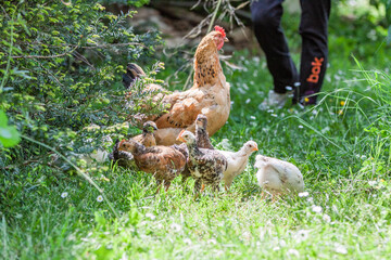 Poule