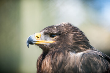 Adler im Zoo