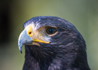 Adler im Zoo
